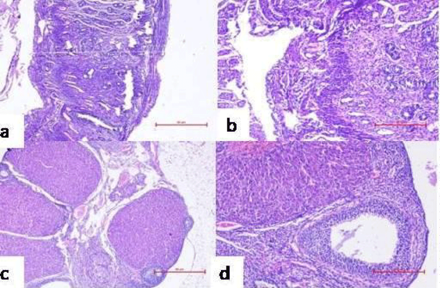 cjog-aid1083-g010